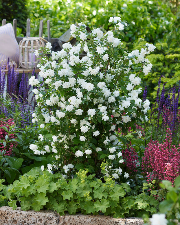 White flowering mock orange (Philadelphus) in a garden with purple and pink flowers and a stone wall.