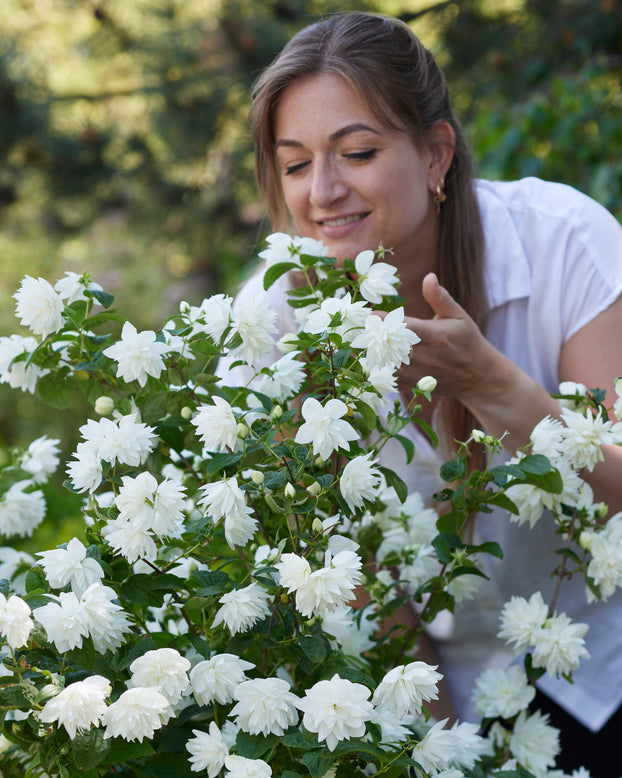 Philadelphus 'Pearls of Perfume'