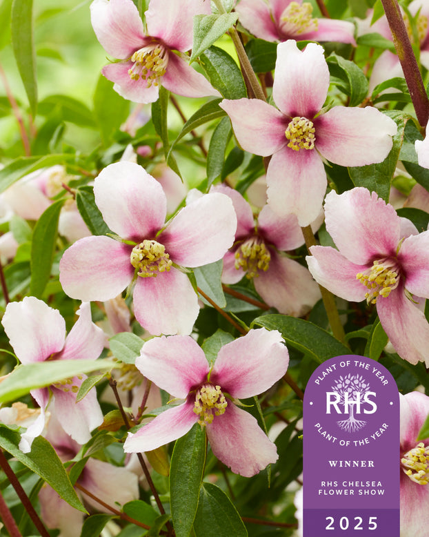 Philadelphus 'Petite Perfume Pink'