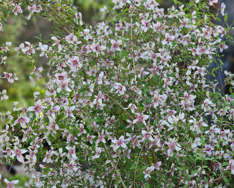 Philadelphus 'Petite Perfume Pink'
