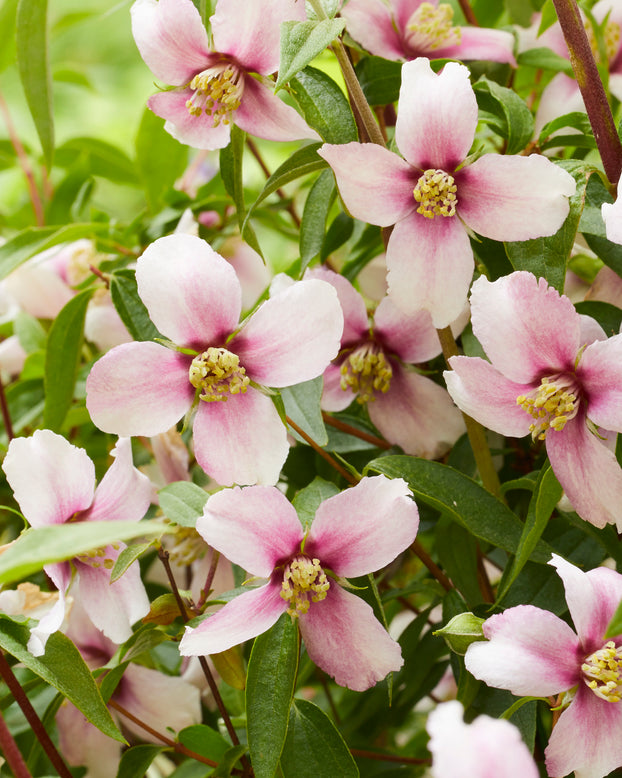 Philadelphus 'Petite Perfume Pink'