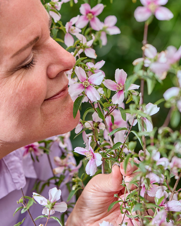 Philadelphus 'Petite Perfume Pink'