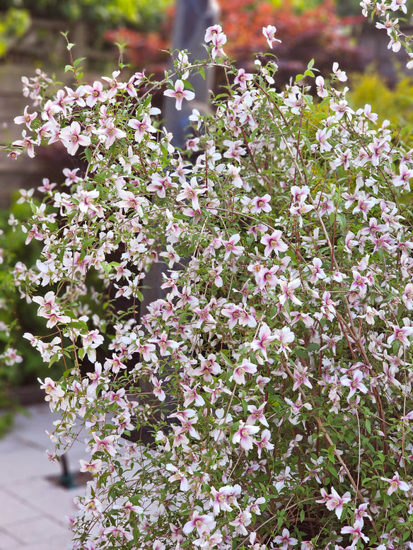 Philadelphus 'Petite Perfume Pink'