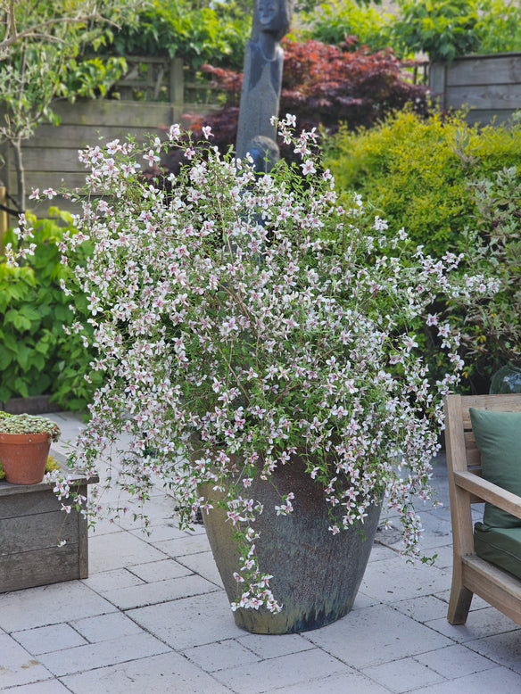 Philadelphus 'Petite Perfume Pink'