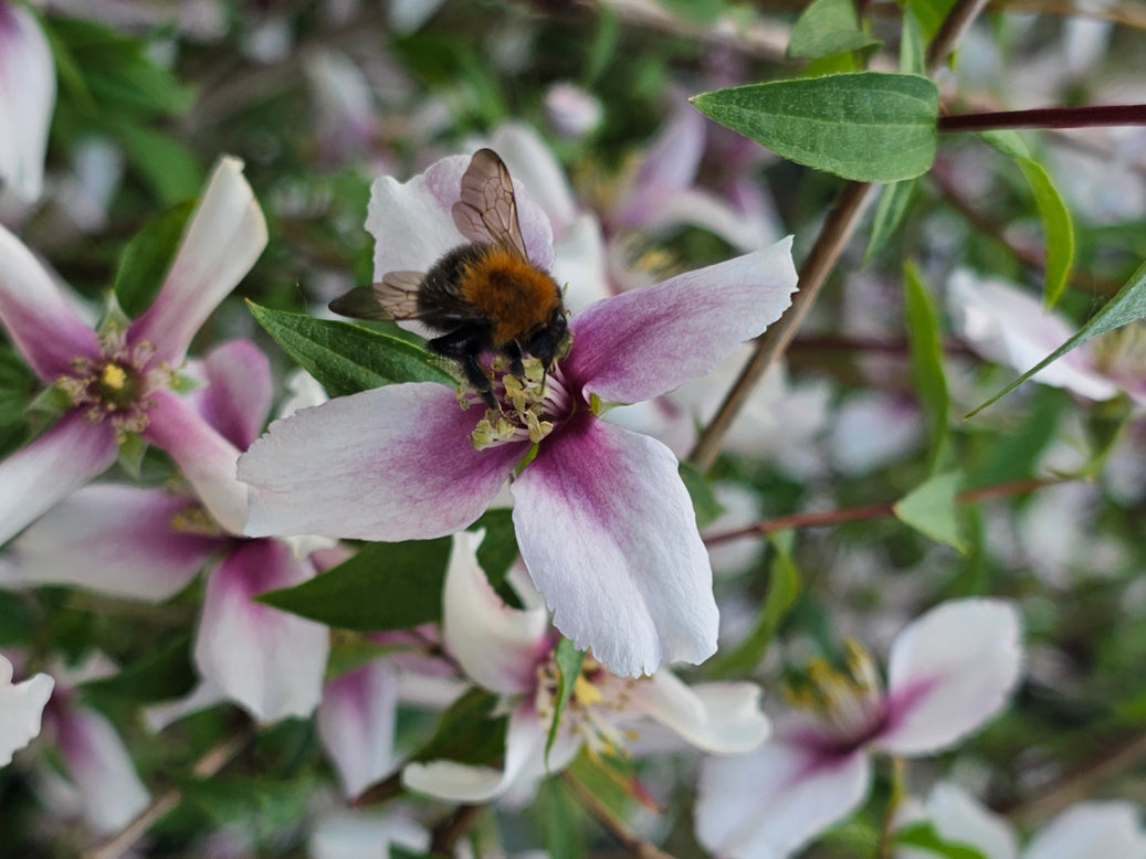 Philadelphus 'Petite Perfume Pink'
