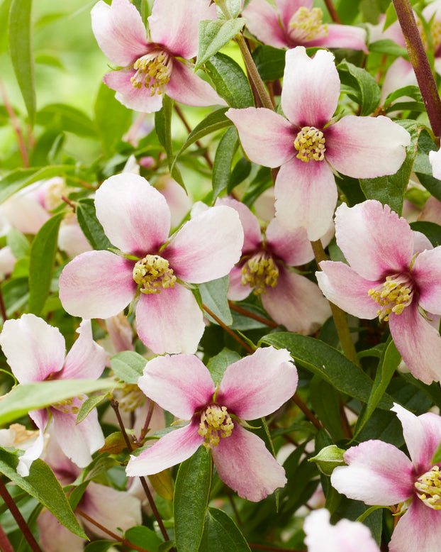 Philadelphus 'Petite Perfume Pink'