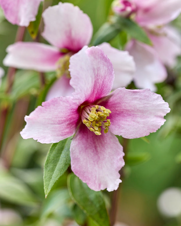 Philadelphus 'Petite Perfume Pink'