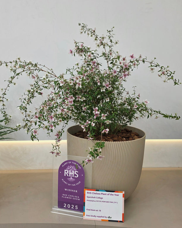 Philadelphus 'Petite Perfume Pink'
