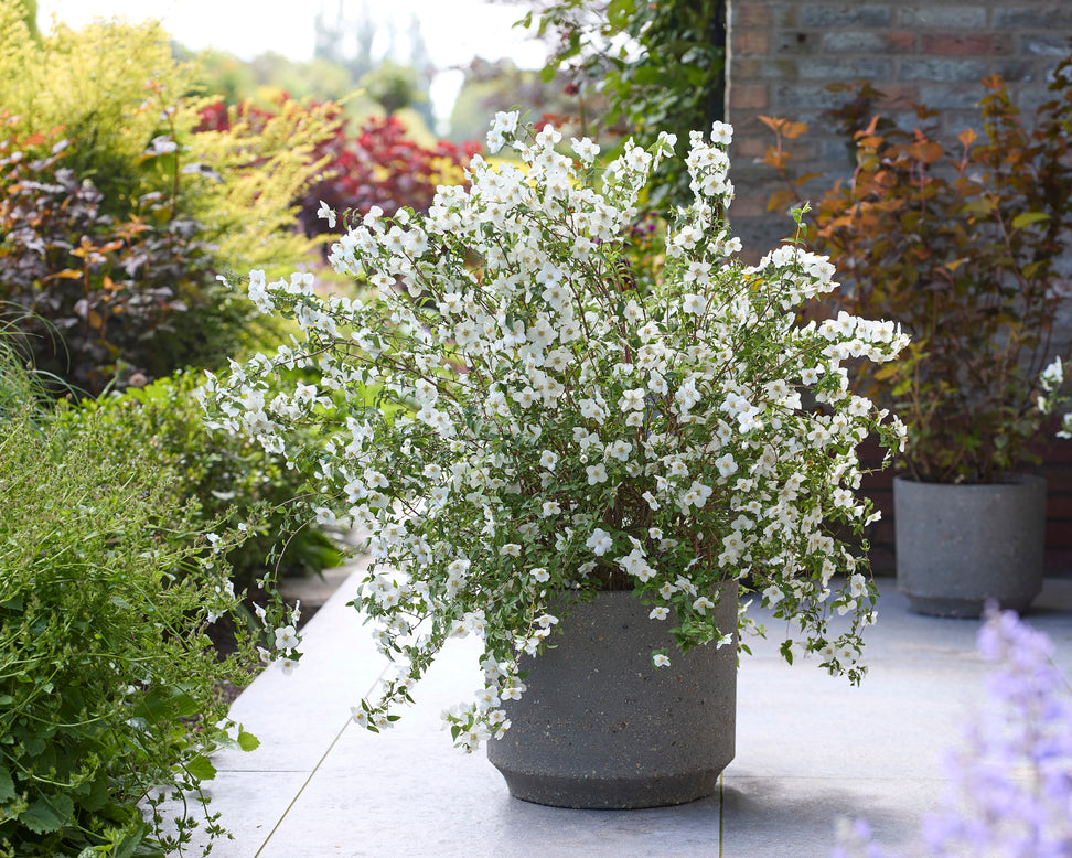 Philadelphus 'Petite Perfume White'