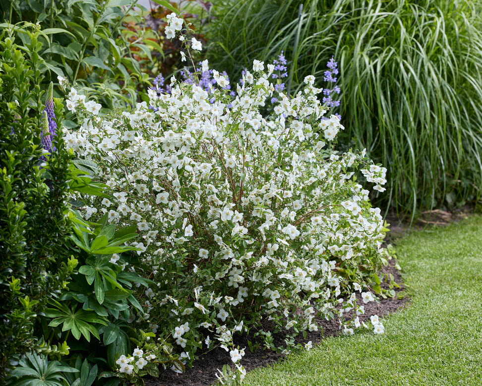 Philadelphus 'Petite Perfume White'