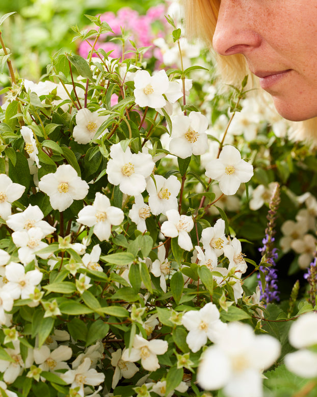 Philadelphus 'Petite Perfume White'