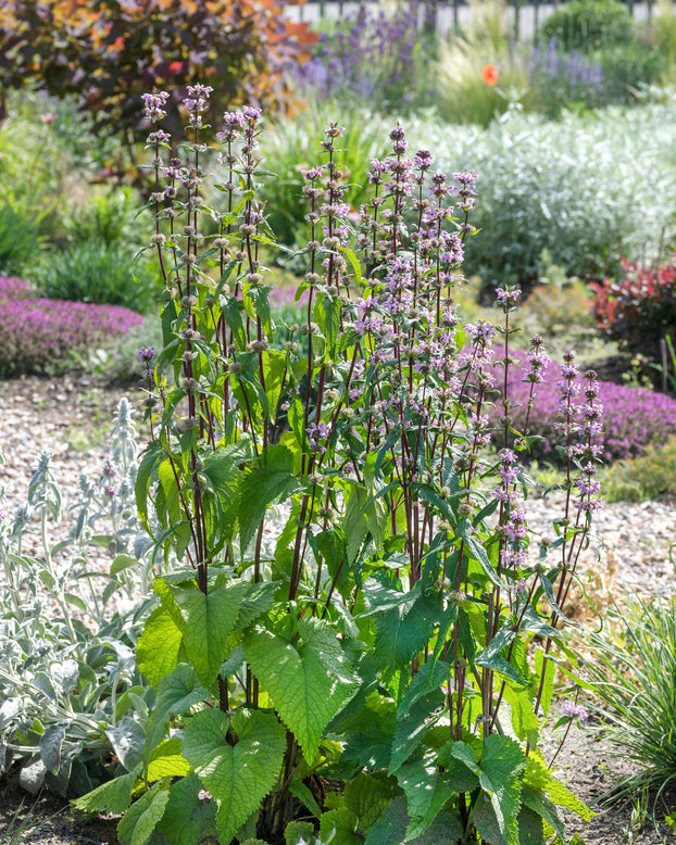 Phlomis 'Amazone'