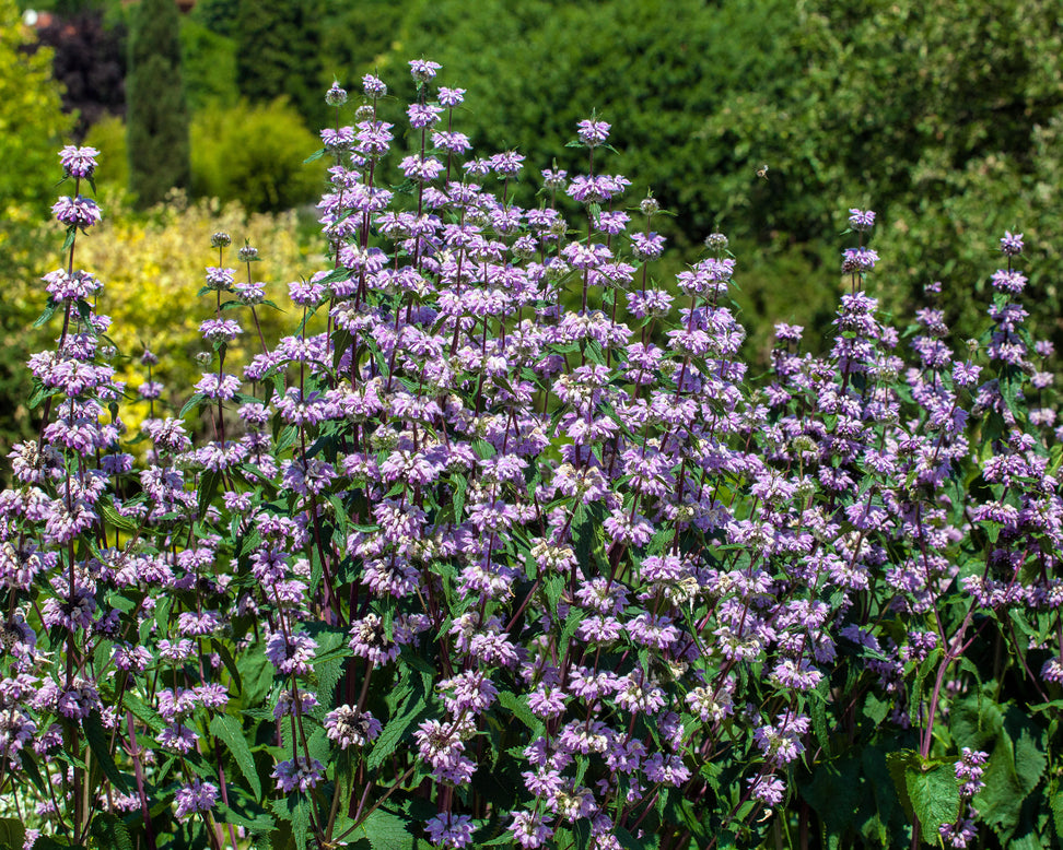 Phlomis 'Amazone'