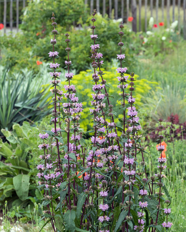 Phlomis 'Amazone'