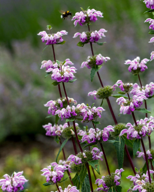 Phlomis 'Amazone'