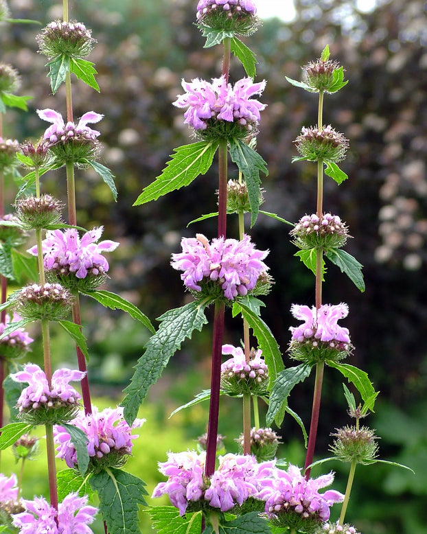 Phlomis 'Bronze Flamingo'