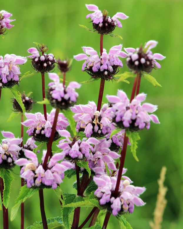 Phlomis 'Bronze Flamingo'