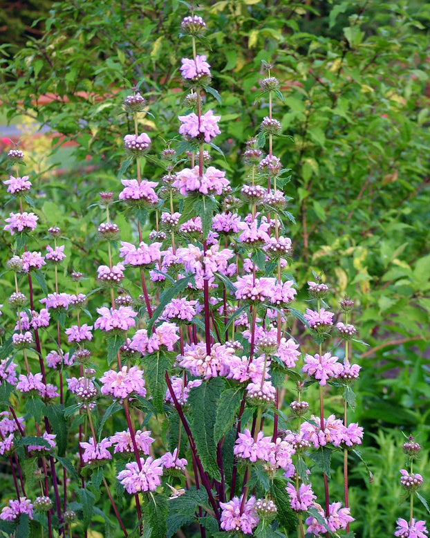 Phlomis 'Bronze Flamingo'