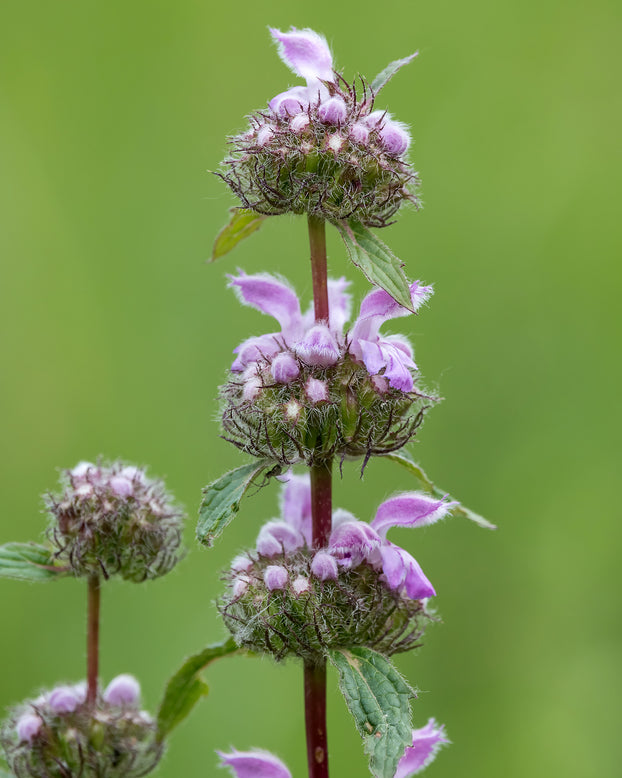 Phlomis 'Bronze Flamingo'