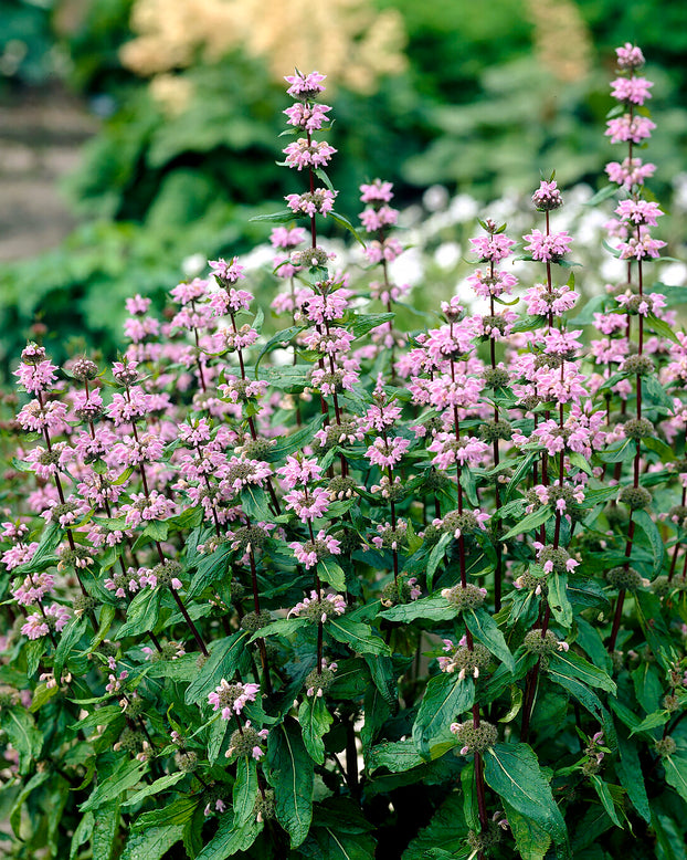 Phlomis 'Bronze Flamingo'