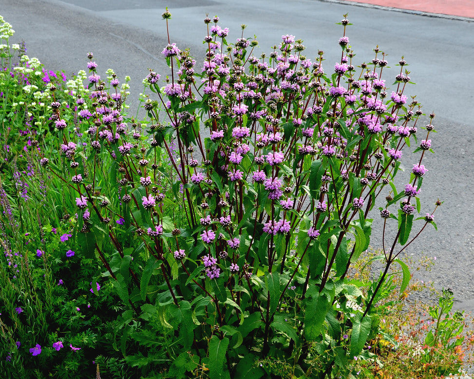 Phlomis 'Bronze Flamingo'