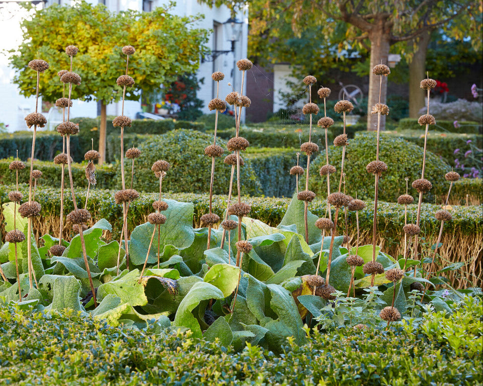 Phlomis 'Bronze Flamingo'