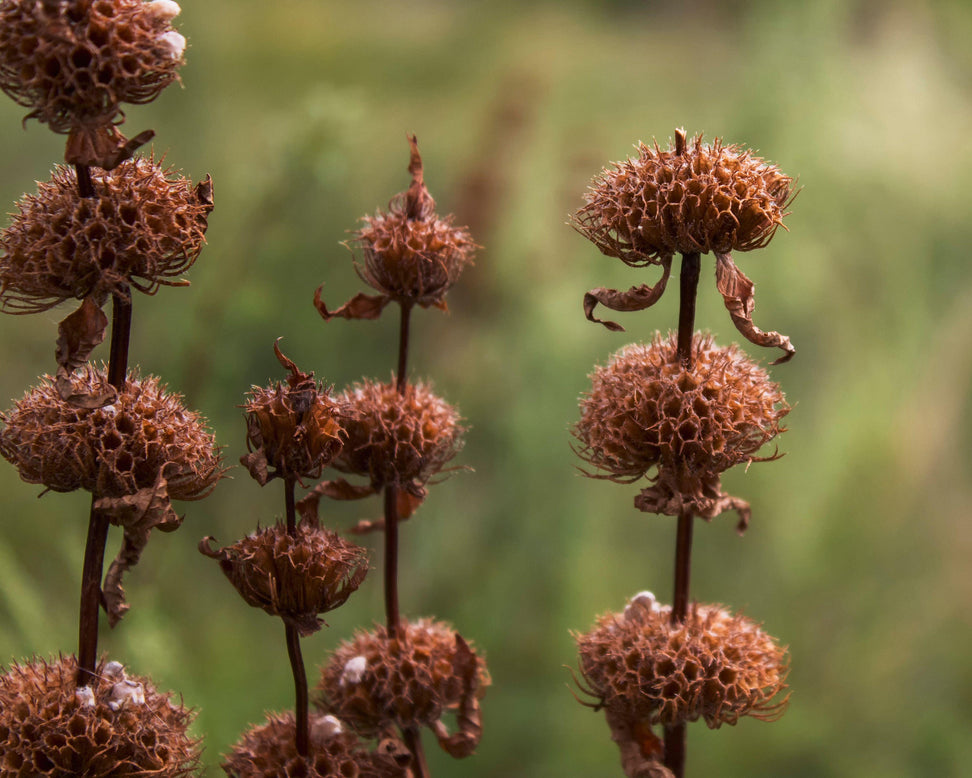 Phlomis 'Prima Donna'