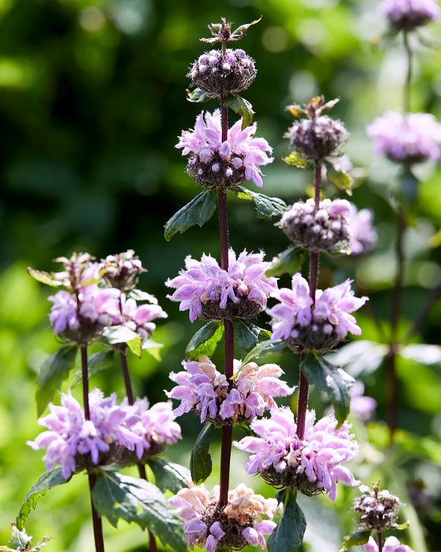 Phlomis 'Prima Donna'