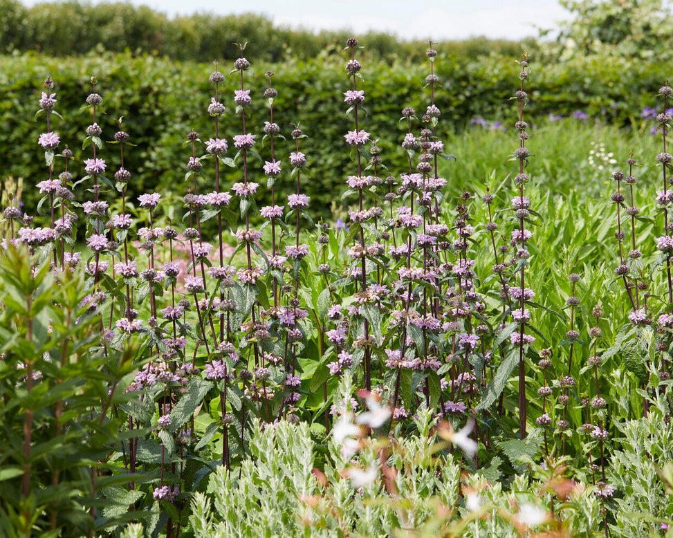 Phlomis 'Prima Donna'
