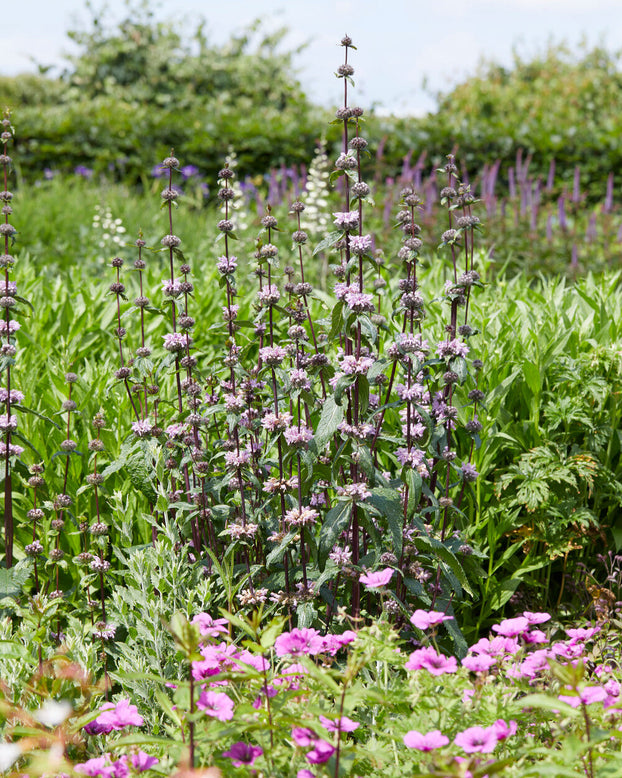 Phlomis 'Prima Donna'
