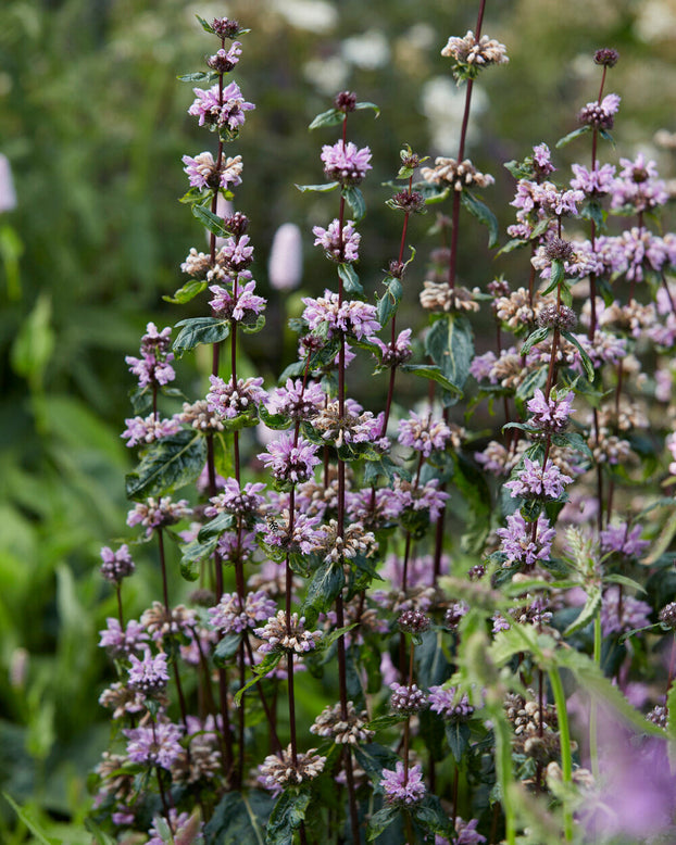 Phlomis 'Prima Donna'