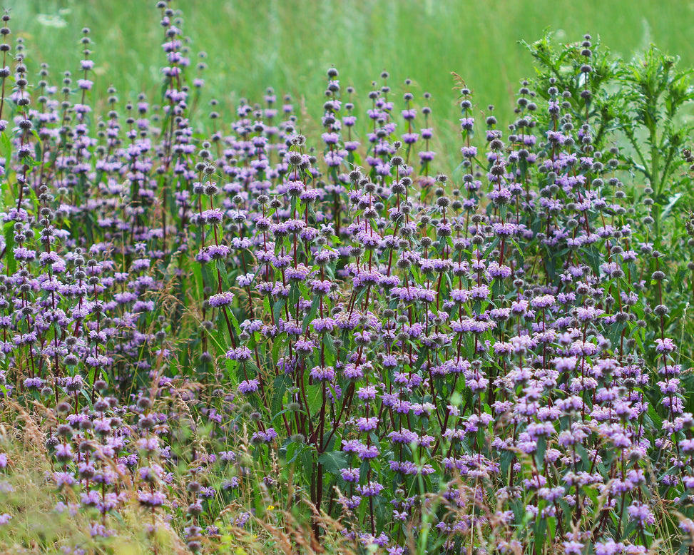 Phlomis 'Prima Donna'