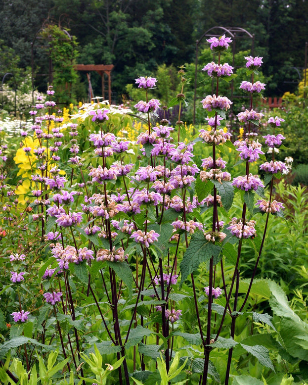 Phlomis 'Prima Donna'