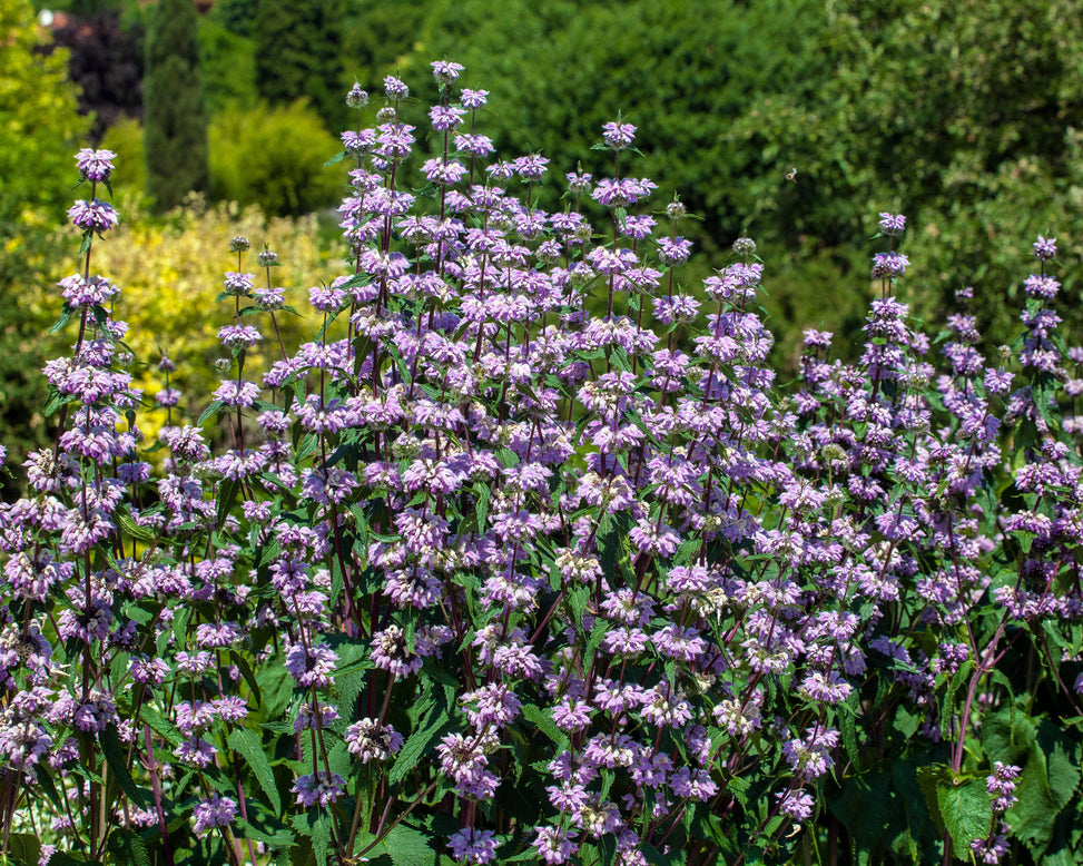 Phlomis 'Prima Donna'