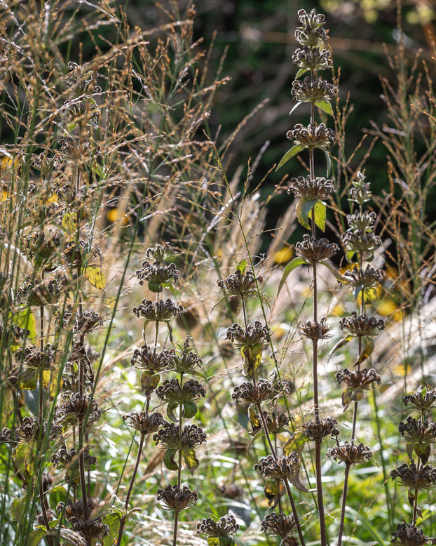 Phlomis 'Prima Donna'