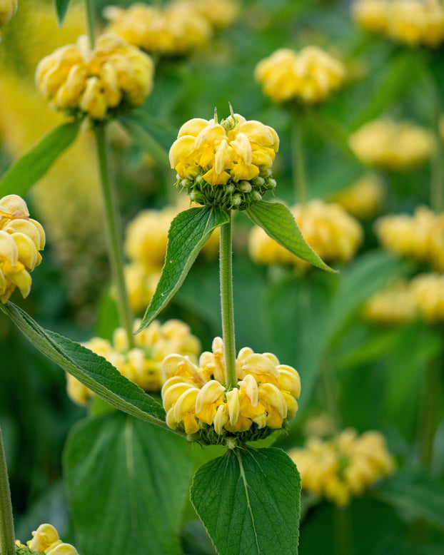 Phlomis russeliana