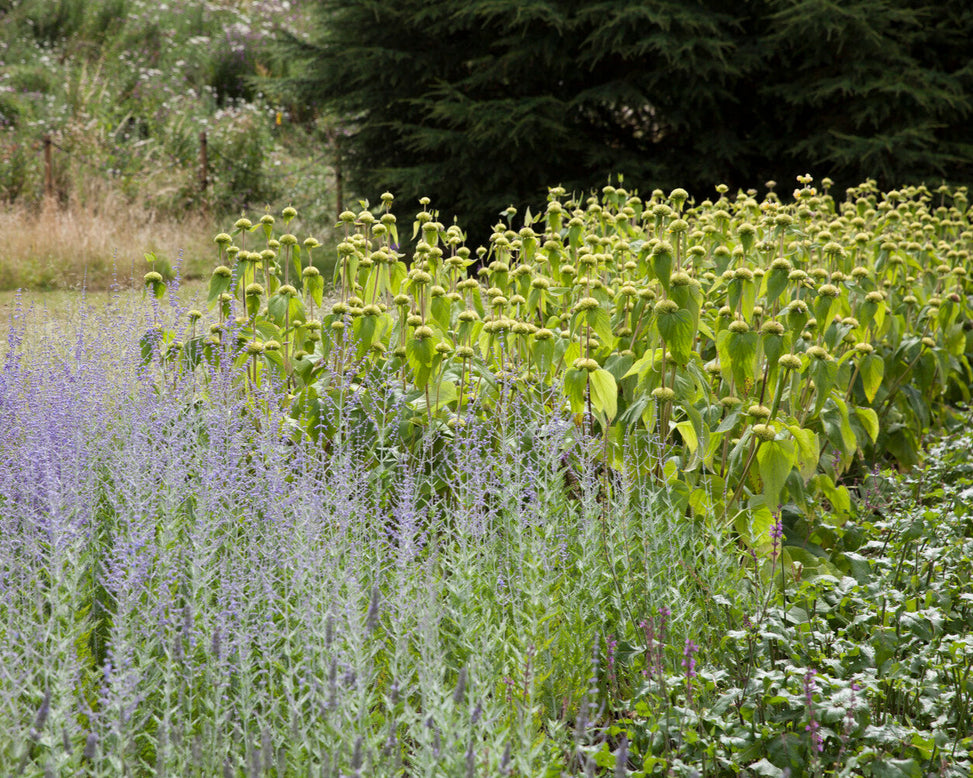 Phlomis russeliana