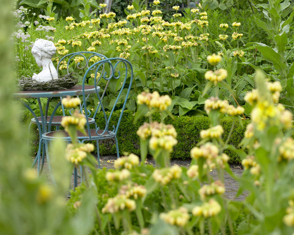 Phlomis russeliana