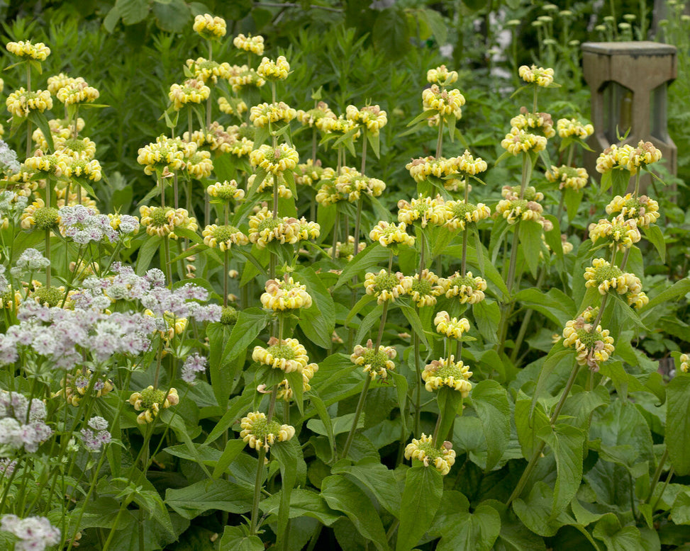 Phlomis russeliana