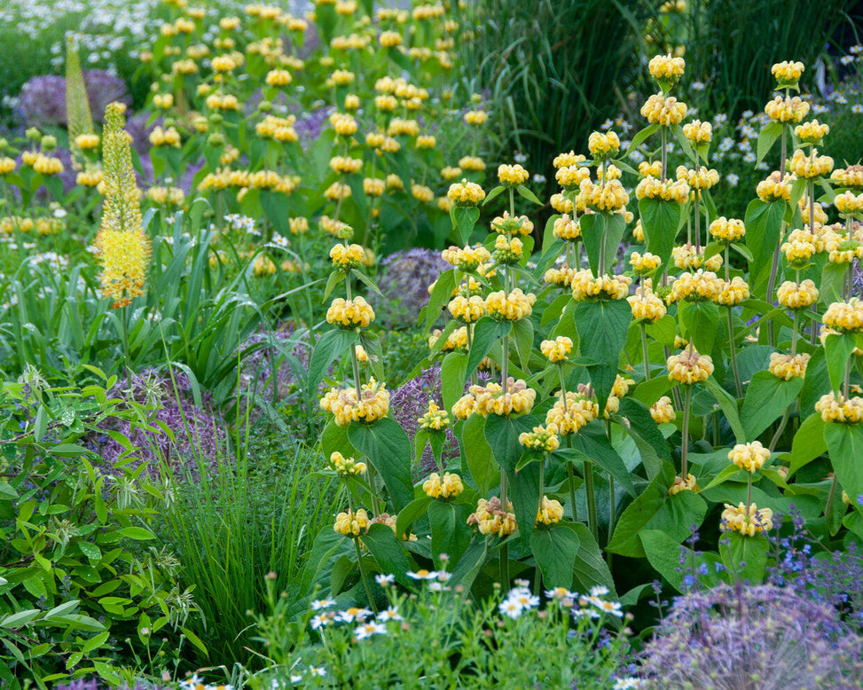 Phlomis russeliana