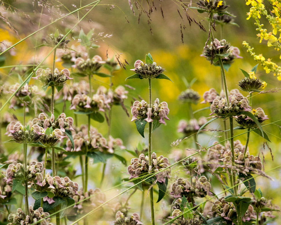 Phlomis russeliana