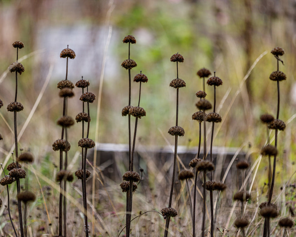 Phlomis russeliana