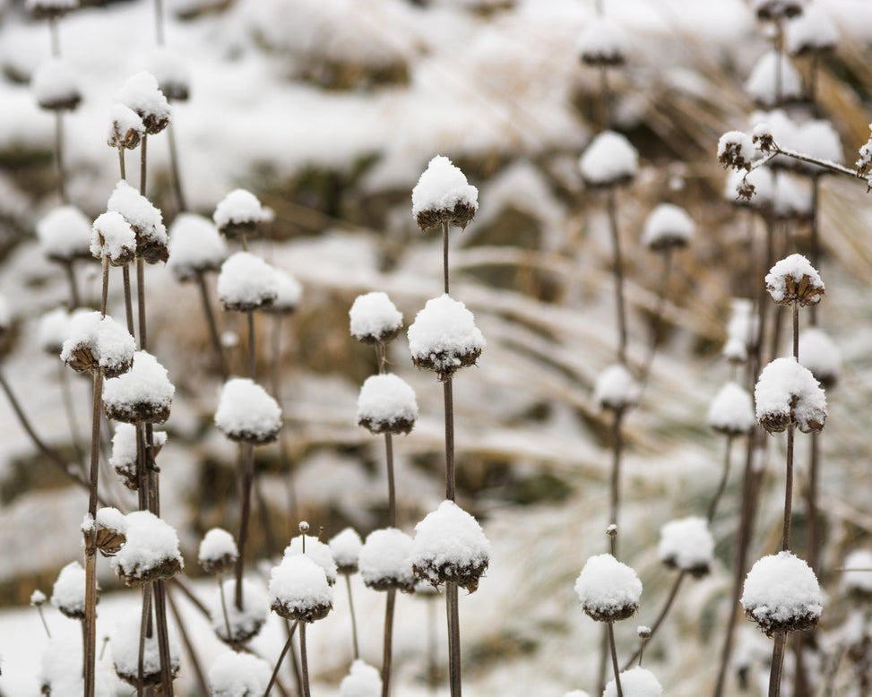 Phlomis russeliana