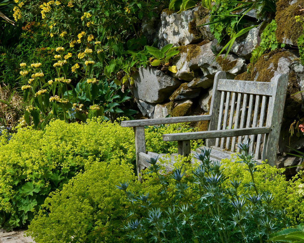 Phlomis russeliana