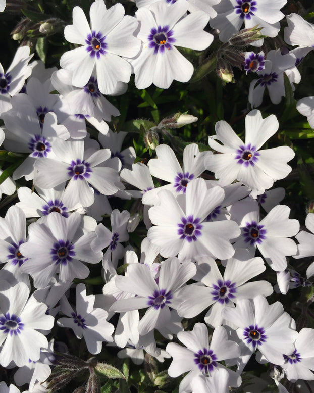 Phlox 'Bavaria'