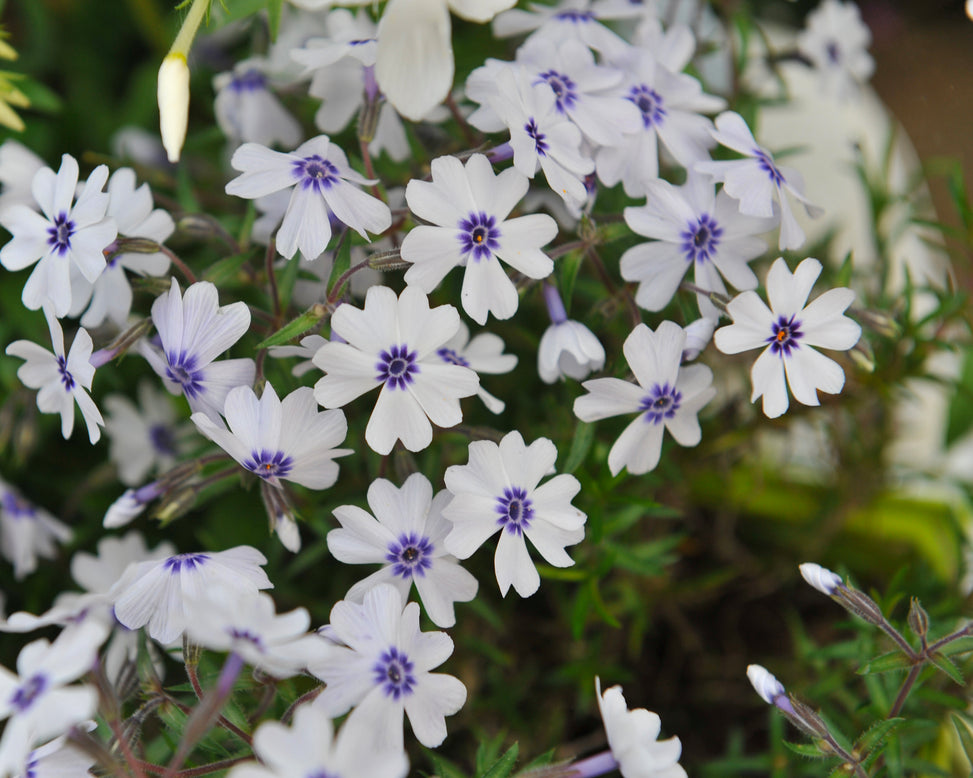 Phlox 'Bavaria'