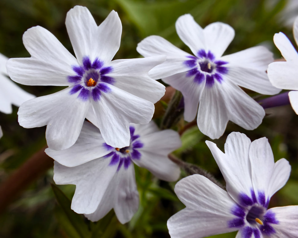 Phlox 'Bavaria'