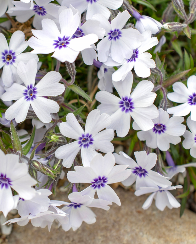 Phlox 'Bavaria'