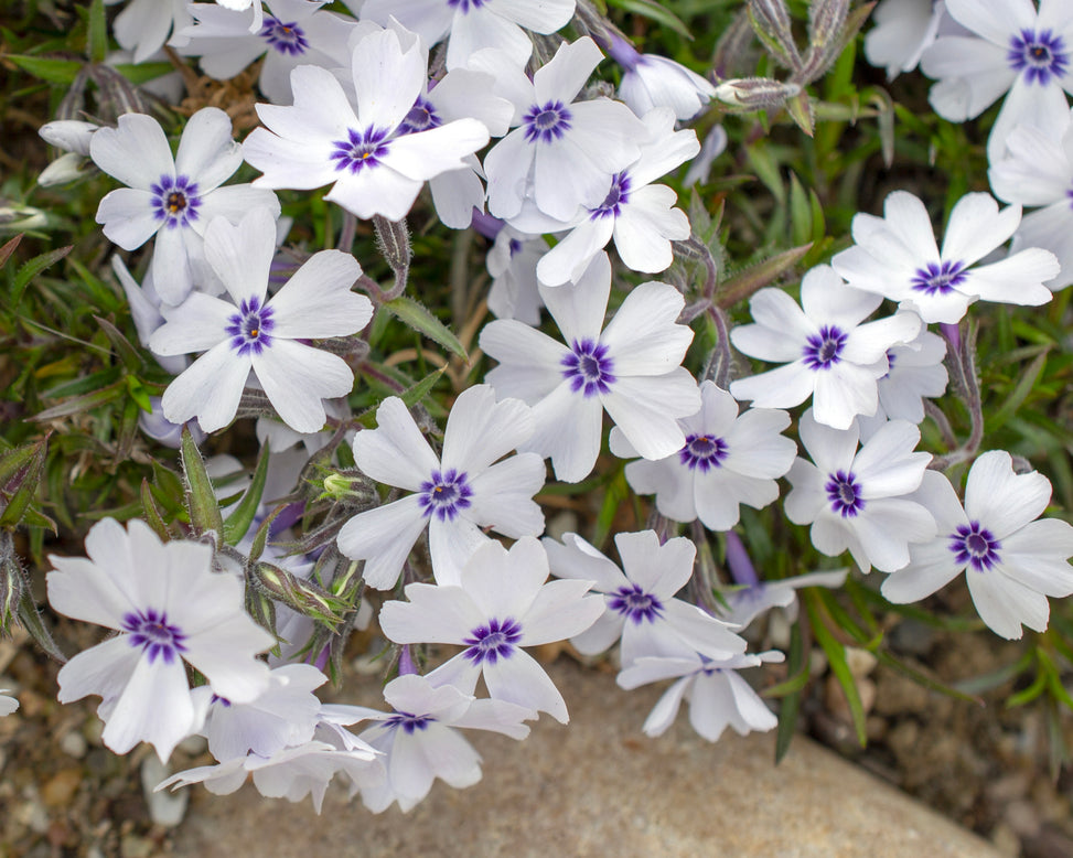 Phlox 'Bavaria'