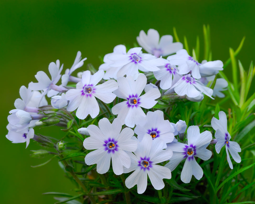 Phlox 'Bavaria'